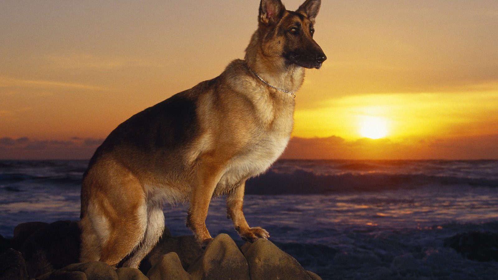 A Day At The Beach German Shepherd HD Wallpaper Backgrounds Dog Pictures